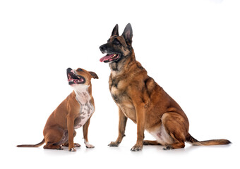 staffordshire bull terrier and malinois