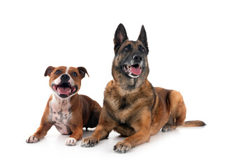 staffordshire bull terrier and malinois