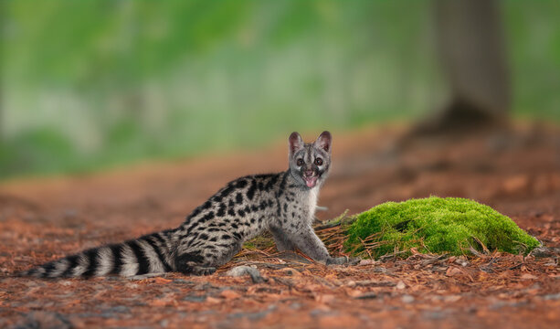 Common genet in studio