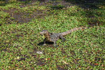 Royal gecko at Lumpini Park, Bangkok
