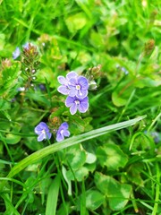 purple flower in the grass