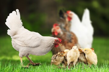 Mother hen with  baby chicks feeding