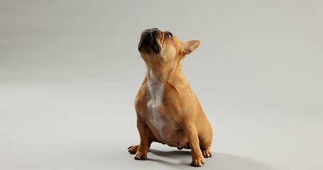 Dog, pet and curious french bulldog in studio for canine companion, playful and security on floor....