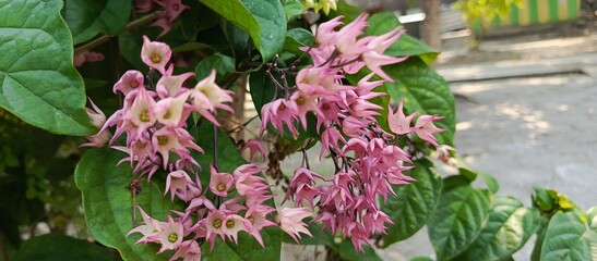 Nona ate betel or also called Clerodendrum thomsoniae is a type of climbing ornamental plant...