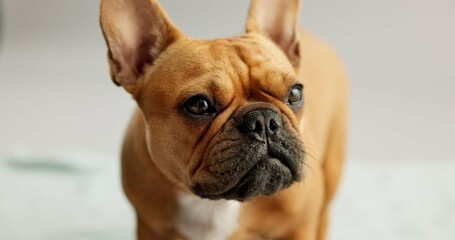 Dog, puppy and face of french bulldog in studio for canine companion, adoption and security on...