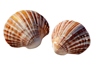 Obraz premium twin seashell isolated