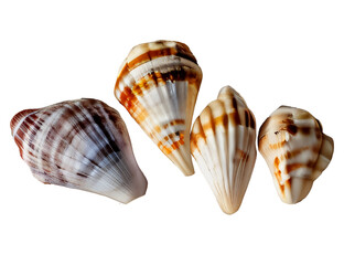 Fototapeta premium seashell isolated