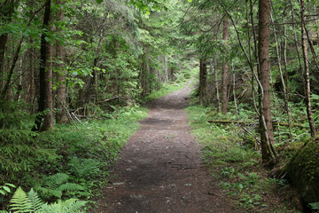 Fototapeta premium In the forest