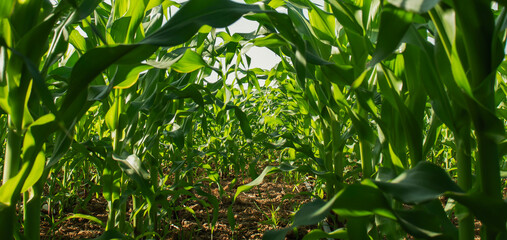 corn field agriculture growth nature sky planting green plants vegetarian food