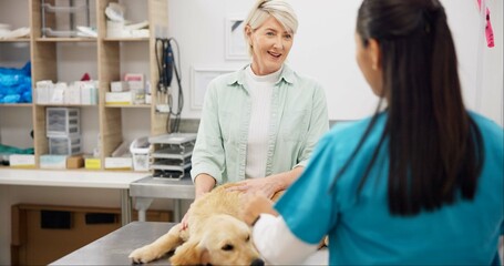 Woman, veterinarian and consulting owner with dog for animal care, visit or healthcare at shelter....