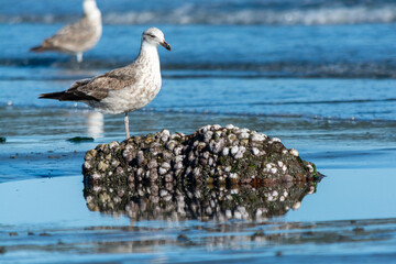 Gaviota Dominicana juvenil (Larus dominicanus)