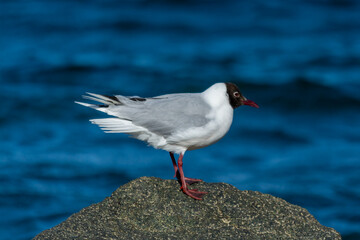 Gaviota Cahuil (Chroicocephalus maculipennis)