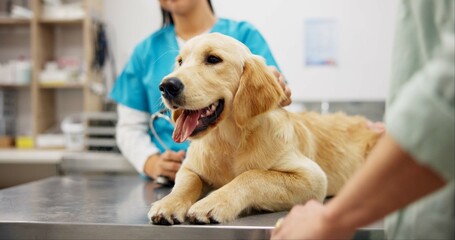 Hands, vet and dog at clinic with consulting, care and stroke for health, development and growth...