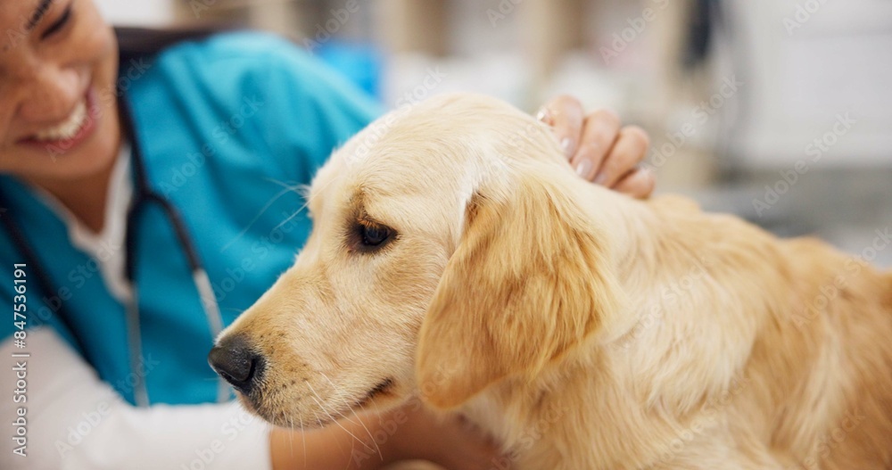 Poster Happy, girl or dog with doctor in vet consultation room for growth, check or neutering appointment. Animal shelter, charity or volunteer with golden retriever puppy exam, assessment or inspection