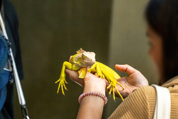 Yellow Albino Iguana on people's hand. It's a popular pet in Thailand.