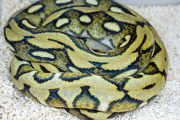 Ball python in the glass cabinet waiting to be sold. It's a popular pet in Thailand.