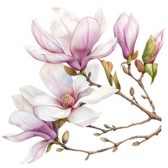 a magnolia clipart, floral element, watercolor illustration, white and pink, isolated on white background transparent background