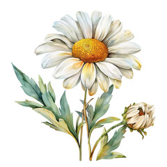 a daisy clipart, floral element, watercolor illustration, white and yellow, isolated on white background transparent background