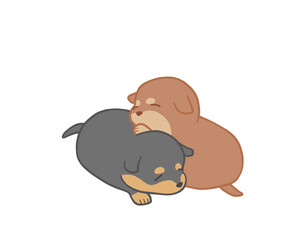 黒と茶色の柴犬の子犬