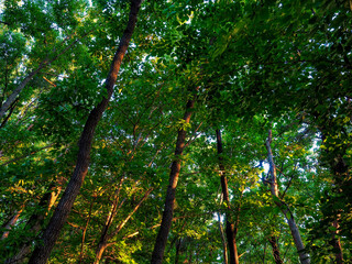 한국의 녹색숲 풍경, 자연 