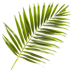 leaf isolated on white