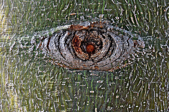 &ldquo;EYE&rdquo; in trunk of bottle tree, Brachychiton rupestris.  It appears to be a scar where a branch fell off