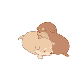 白と茶色の柴犬の子犬