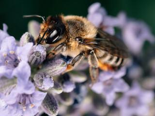 bee on a flower