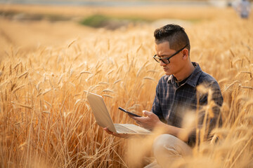 Farmer giving advice on wheat work online on Laptop in wheat field.