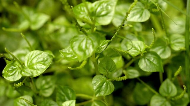 Pepper elder or Peperomia pellucida is a wild plant that can be used as an alternative herbal medicine, glass stamp plant