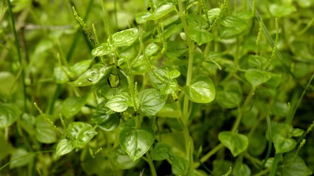 Pepper elder or Peperomia pellucida is a wild plant that can be used as an alternative herbal medicine, glass stamp plant