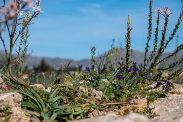 Mallorca, Landschaft, Mittelmeer, Pflanzen, Natur, Blumen, Tiere, Markt, Reisen, Travel, Europa, Mediterran