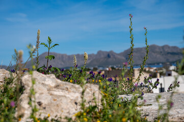 Mallorca, Landschaft, Mittelmeer, Pflanzen, Natur, Blumen, Tiere, Markt, Reisen, Travel, Europa, Mediterran