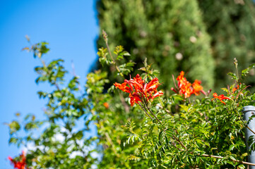 Mallorca, Landschaft, Mittelmeer, Pflanzen, Natur, Blumen, Tiere, Markt, Reisen, Travel, Europa, Mediterran