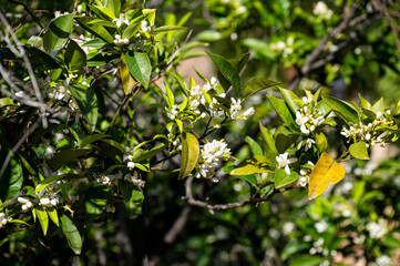 Mallorca, Landschaft, Mittelmeer, Pflanzen, Natur, Blumen, Tiere, Markt, Reisen, Travel, Europa, Mediterran