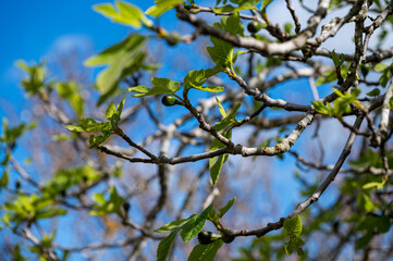 Mallorca, Landschaft, Mittelmeer, Pflanzen, Natur, Blumen, Tiere, Markt, Reisen, Travel, Europa, Mediterran