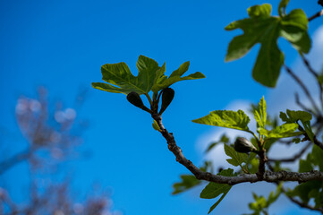Mallorca, Landschaft, Mittelmeer, Pflanzen, Natur, Blumen, Tiere, Markt, Reisen, Travel, Europa, Mediterran