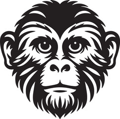  A cute monkey looks great