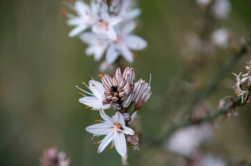 Mallorca, Landschaft, Mittelmeer, Pflanzen, Natur, Blumen, Tiere, Markt, Reisen, Travel, Europa, Mediterran