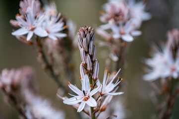 Mallorca, Landschaft, Mittelmeer, Pflanzen, Natur, Blumen, Tiere, Markt, Reisen, Travel, Europa, Mediterran