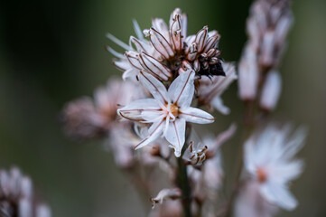 Mallorca, Landschaft, Mittelmeer, Pflanzen, Natur, Blumen, Tiere, Markt, Reisen, Travel, Europa, Mediterran
