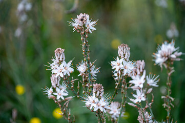 Mallorca, Landschaft, Mittelmeer, Pflanzen, Natur, Blumen, Tiere, Markt, Reisen, Travel, Europa, Mediterran