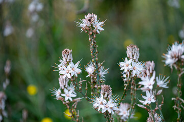 Mallorca, Landschaft, Mittelmeer, Pflanzen, Natur, Blumen, Tiere, Markt, Reisen, Travel, Europa, Mediterran