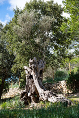 Obraz premium Mallorca, Landschaft, Mittelmeer, Pflanzen, Natur, Blumen, Tiere, Markt, Reisen, Travel, Europa, Mediterran