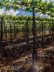 Obraz premium irrigation system in a vineyard with green grapes in Brazil