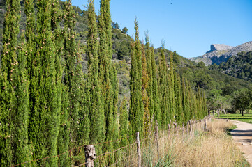 Mallorca, Landschaft, Mittelmeer, Pflanzen, Natur, Blumen, Tiere, Markt, Reisen, Travel, Europa,...