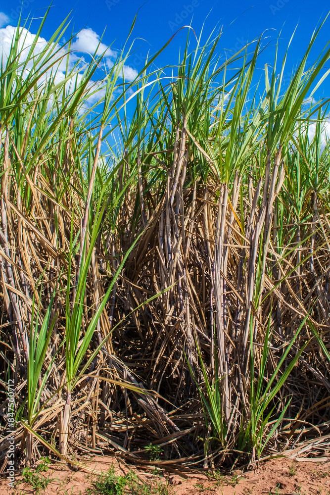 Wall mural Sugar cane field and blue sky on the farm in Brazil