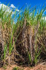 Sugar cane field and blue sky on the farm in Brazil