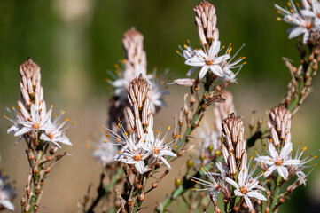 Mallorca, Landschaft, Mittelmeer, Pflanzen, Natur, Blumen, Tiere, Markt, Reisen, Travel, Europa, Mediterran