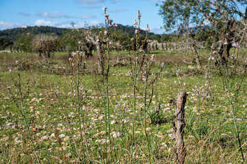 Mallorca, Landschaft, Mittelmeer, Pflanzen, Natur, Blumen, Tiere, Markt, Reisen, Travel, Europa,...